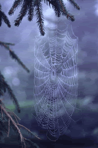 spiderweb.gif image by dellamcgee